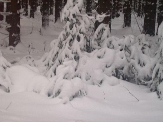 Ferienwohnung Bodehexe 2 Braunlage Dış mekan fotoğraf